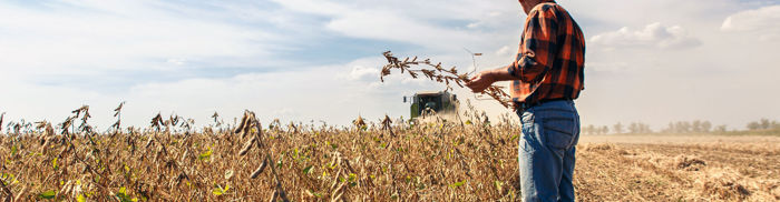 Produtores de soja no Paraguai recebem apoio para produção sustentável